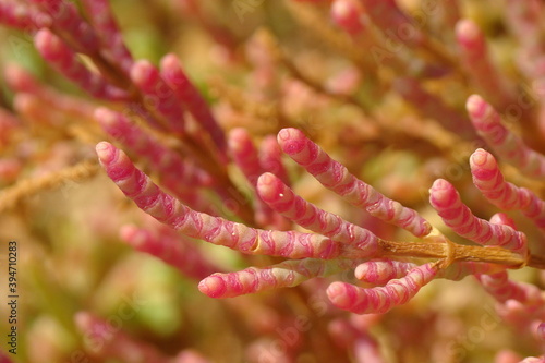 Twiggy Glasswort (Salicornia ramosissima)