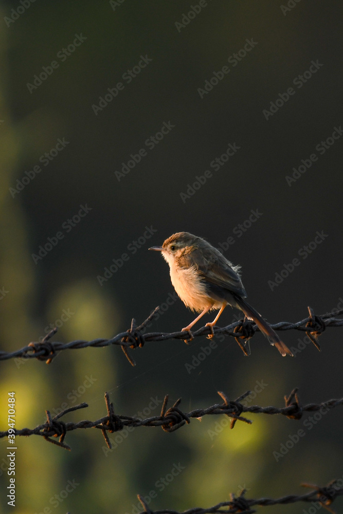 robin on a branch robin on a branch
