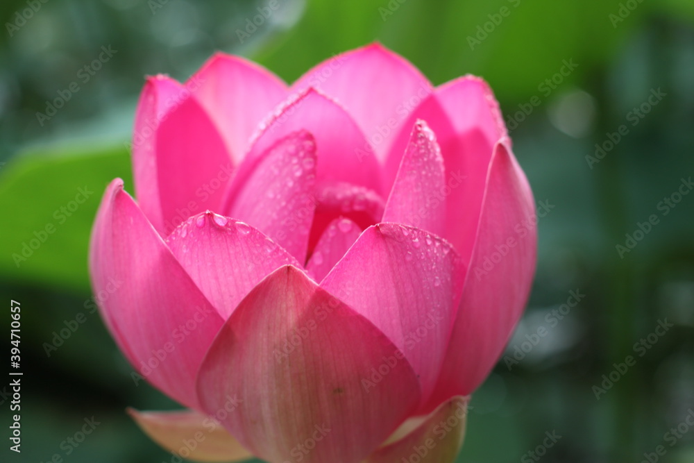 lotus, lotus lake, flower, pink flower, beauty, nature, petals, nature, life, summer lotus, lotus lake, flower, pink flower, beauty, nature, petals, nature, life, summer