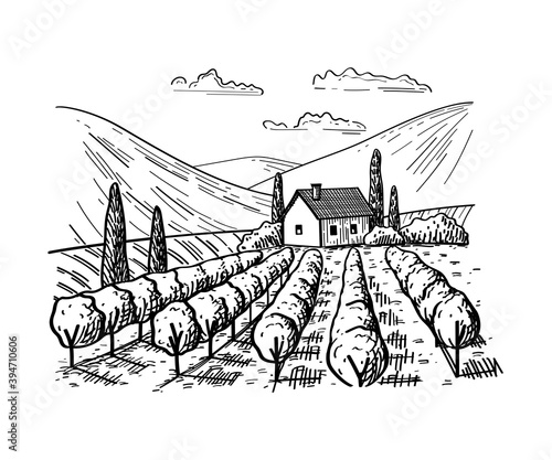 Rural landscape with vineyard fields, villa, cypress trees and hills isolated on white background. Autumn horizon vector sketch illustration in vintage style - rustic grape vine plantation for label