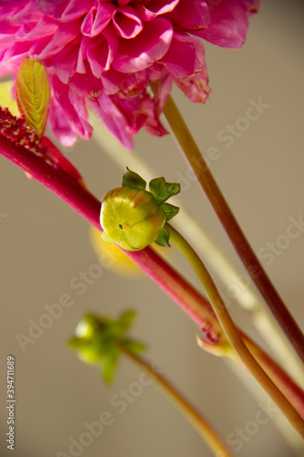 close-up of a flower