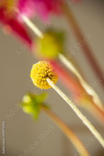 macro of a flower