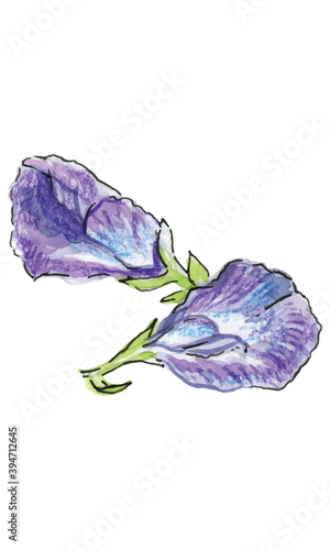 Butterfly pea flower, watercolor illustration
