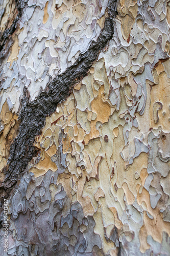 background texture pine bark close up
