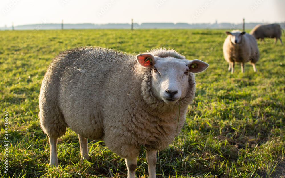 Fototapeta premium sheep in a field