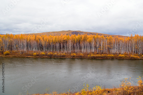 The river flows through the autumn forest. Horizontally.