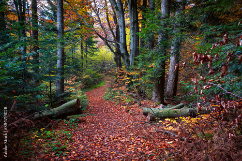 Panoramic background of autumn carpathian forest with gold and red foliage and sunny rays