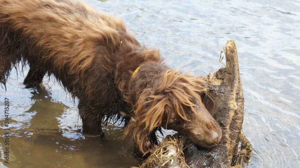 spaniel, dog, dog on the river, river, SONY DSC spaniel, dog, dog on the river, river, SONY DSC