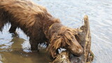 spaniel, dog, dog on the river, river, SONY DSC