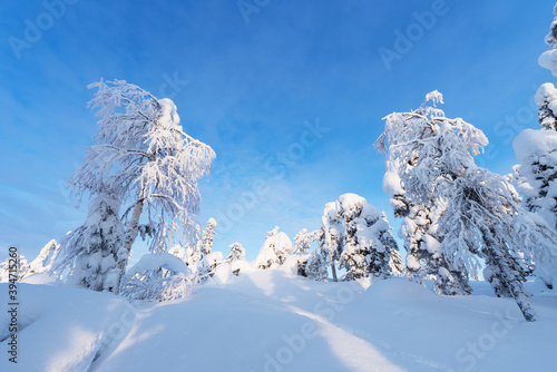 Wallpaper Mural Winter landscape with snowy trees in Koli National Park, Finland Torontodigital.ca