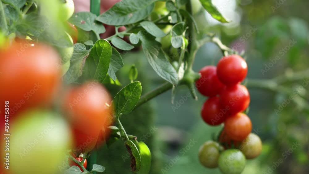 Harvesting tomatoes. Close-up. Focus in / Focus out.
The focus moves from one bunch with tomatoes to the other. The woman takes a bunch of tomatoes in her hand and cuts them off from the branch. Harvesting tomatoes. Close-up. Focus in / Focus out.
The focus moves from one bunch with tomatoes to the other. The woman takes a bunch of tomatoes in her hand and cuts them off from the branch.