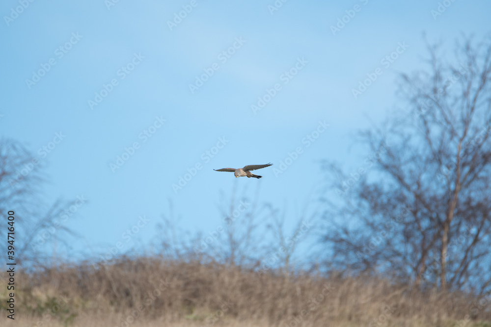 A Kestrel flies through the Yorkshire sky. A Kestrel flies through the Yorkshire sky.