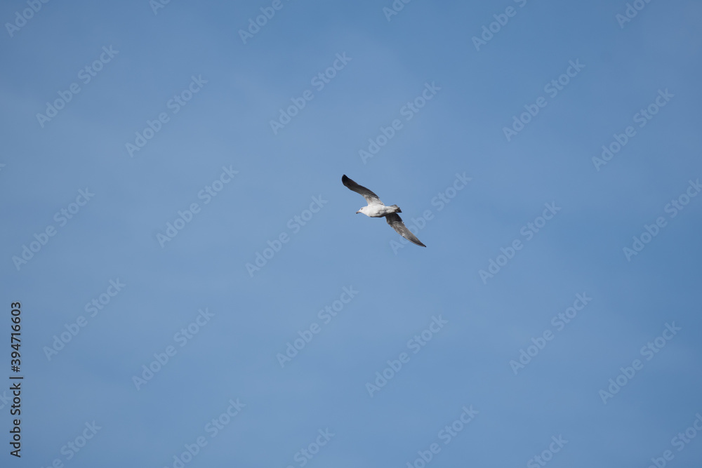 A Kestrel flies through the Yorkshire sky.