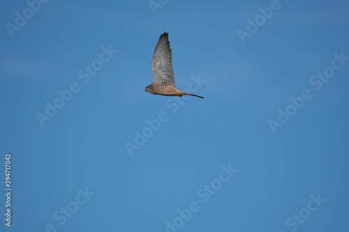 A Kestrel flies through the Yorkshire sky.