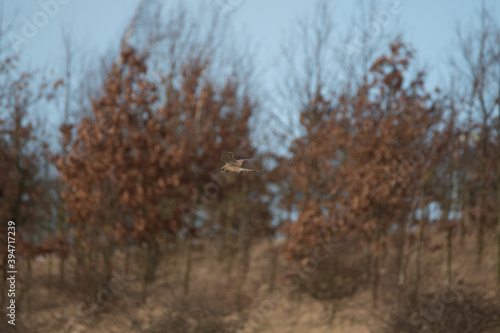 A Kestrel flies through the Yorkshire sky. © Ben
