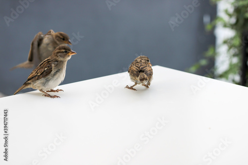 Sparrows as the most common birds in human environment. Eurasian tree sparrow (Passer montanus) in dynamics isolated on white background