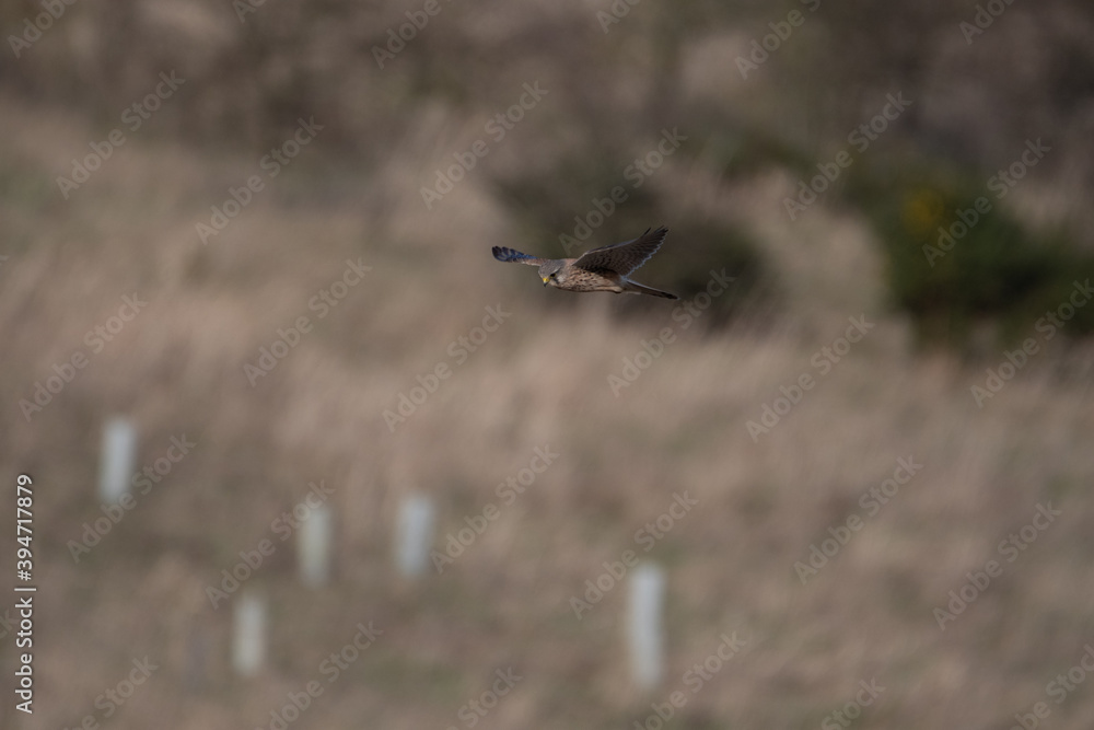 A Kestrel flies through the Yorkshire sky. A Kestrel flies through the Yorkshire sky.