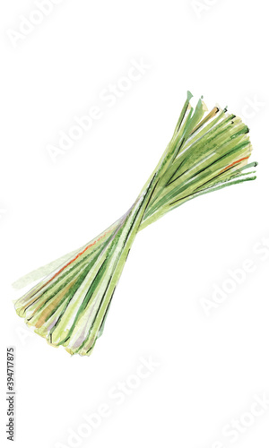 Lemongrass, bulbs and stems, watercolor illustration