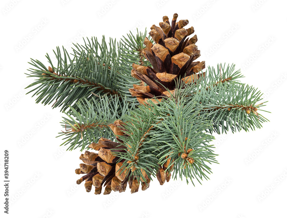 Pinecone isolated on white background with clipping path Pinecone isolated on white background with clipping path