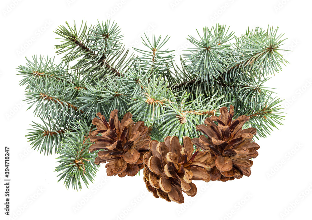 Pinecone isolated on white background with clipping path Pinecone isolated on white background with clipping path