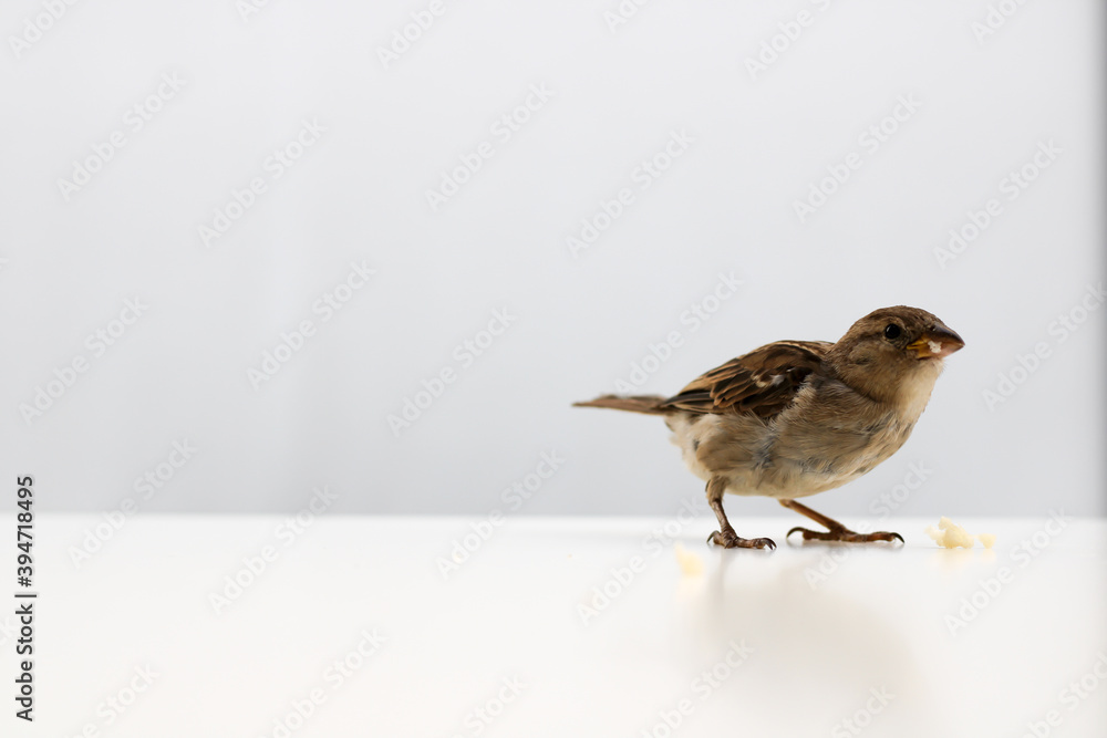 Fototapeta premium Sparrows as the most common birds in human environment. Eurasian tree sparrow (Passer montanus) in dynamics isolated on white background