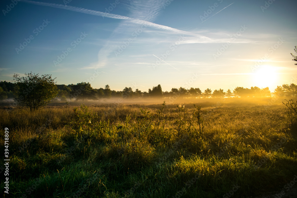 Obraz premium Sundown on a sunny morning on heather