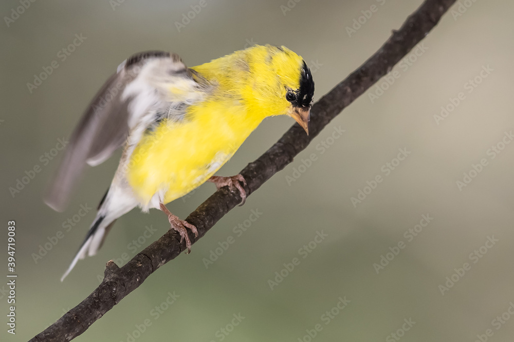 American Goldfinch Perched in a Tree American Goldfinch Perched in a Tree