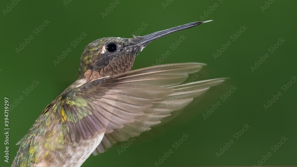 Fototapeta premium Ruby Throated Hummingbird Hovering in the Green Forest