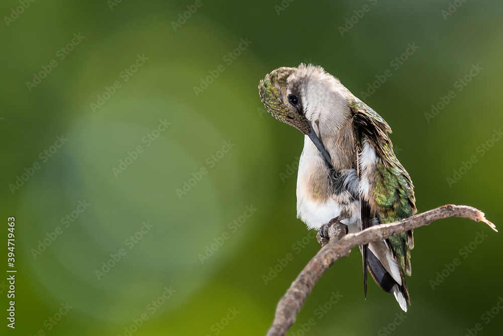 Ruby Throated Hummingbird Preening While Perched Delicately on a Slender Twig Ruby Throated Hummingbird Preening While Perched Delicately on a Slender Twig