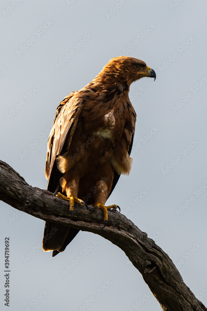 Aigle ravisseur,.Aquila rapax , Tawny Eagle Aigle ravisseur,.Aquila rapax , Tawny Eagle