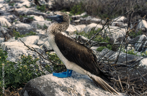 Fou à pieds bleus,.Sula nebouxii, Blue footed Booby photo