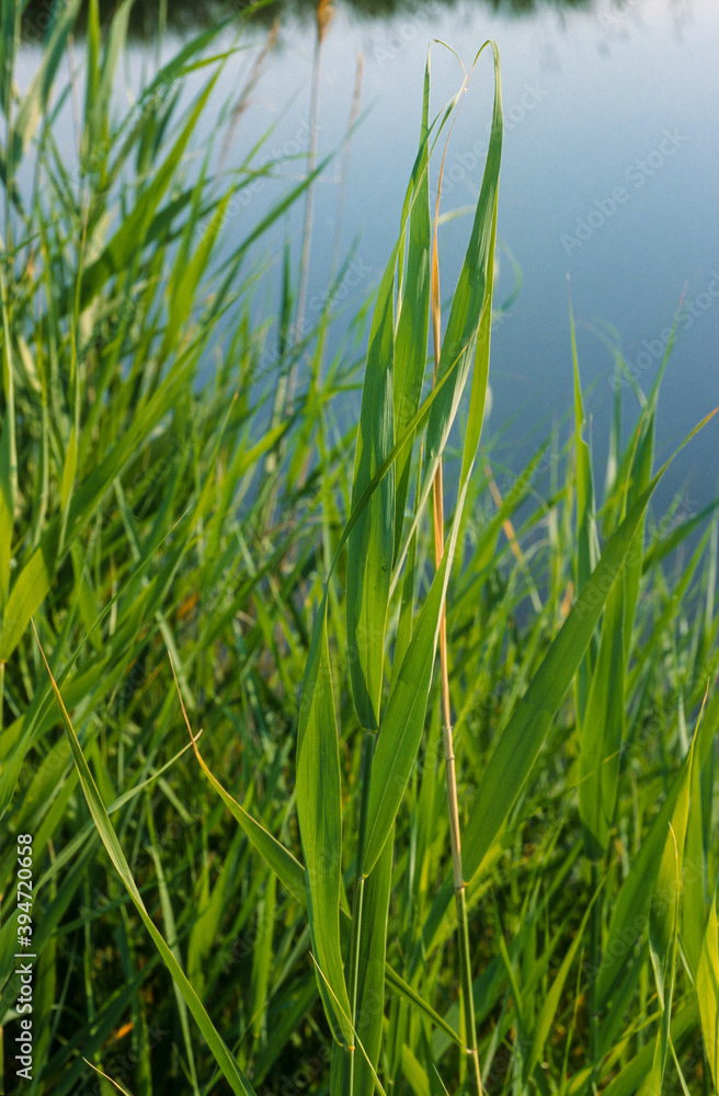 Roseau à balai, phragmites communis Roseau à balai, phragmites communis
