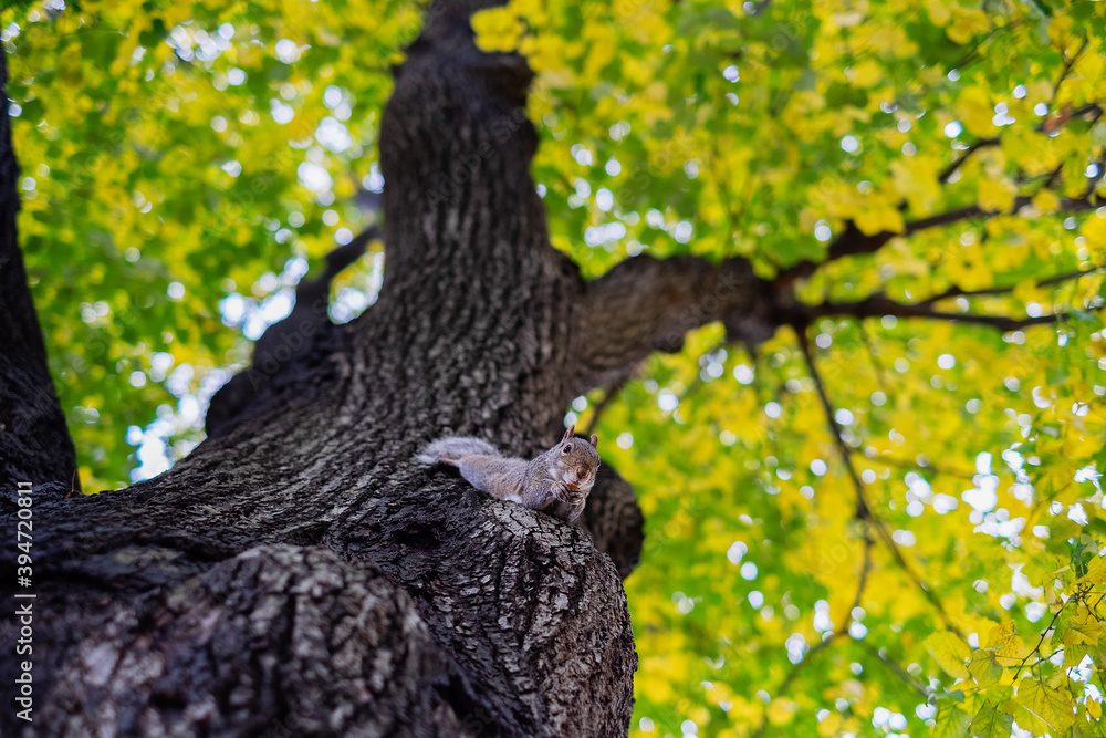 Obraz premium Squirrel on a tree with food looking at the camera. Autumnal background in central park
