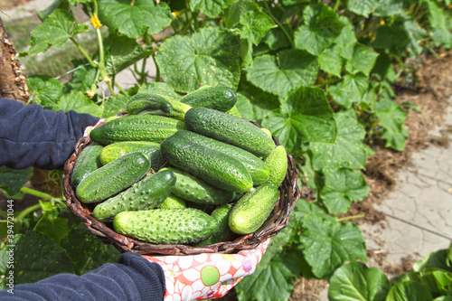 Cucumbers grow on the plantation, the gardener harvests. Close-up hands in gloves hold green vegetables, organic farming for vegetarian food.