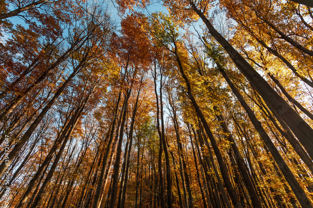 Naklejka premium Autumn forest background