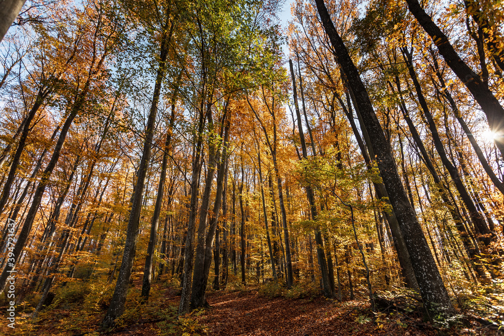 Fototapeta premium Autumn forest background