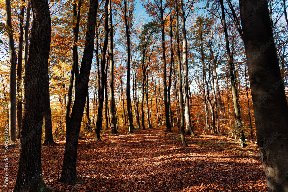 Autumn forest background Autumn forest background
