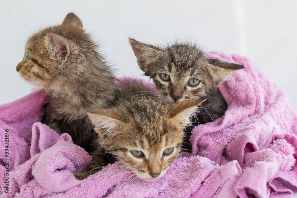 Three wet kittens after bathing are wrapped in a pink towel