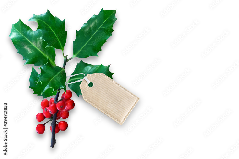 Holly Ilex and label against white background