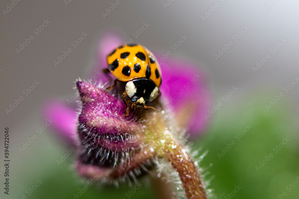 Macro photo. Small red-orange ladybug. Soft and blurred background. Macro photo. Small red-orange ladybug. Soft and blurred background.