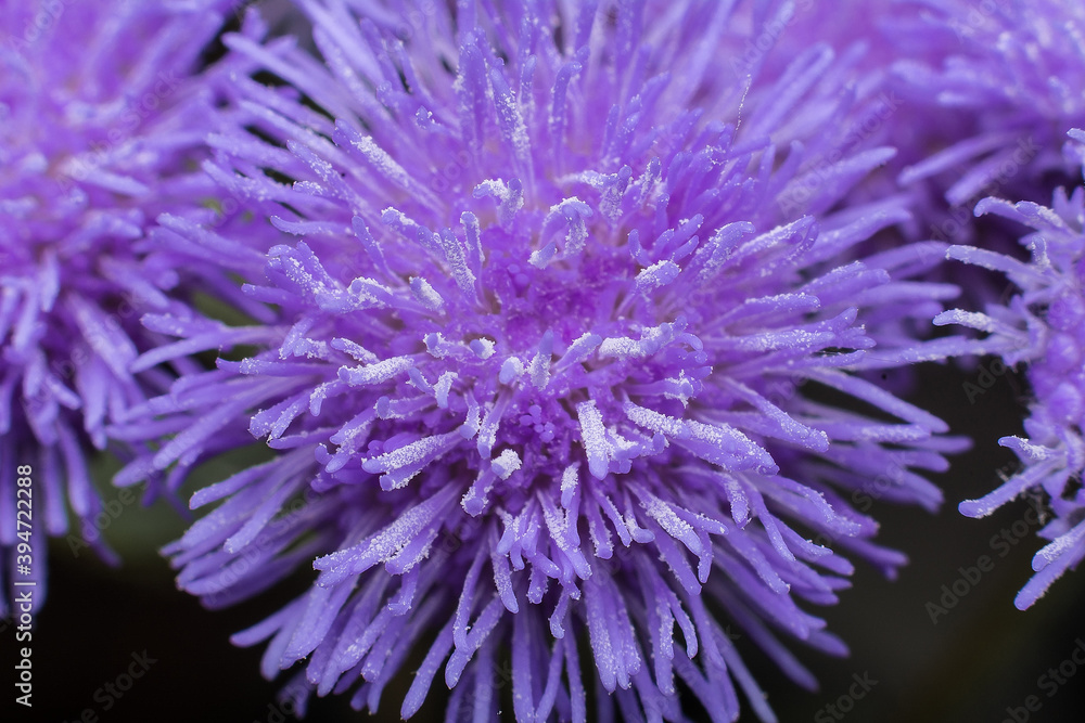 purple flower inflorescence close up