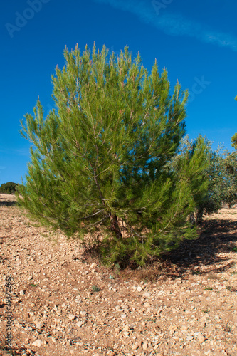 Pino carrasco pequeño. Pino mediterraneo photo