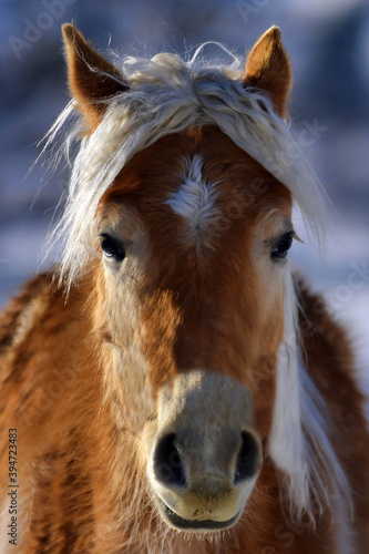 Young haflinger Horse Portrait. © Florian Pötscher