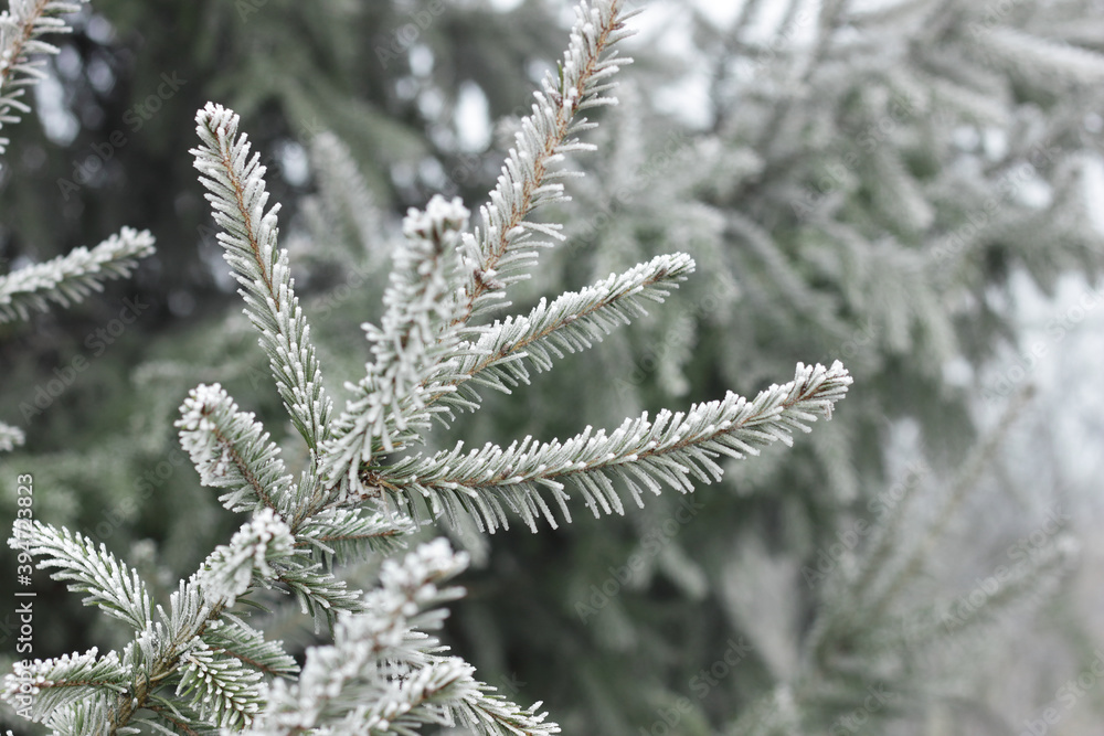 Fir tree branch hoarfrosted with rime in the forest nature background texture, closeup, copy space, winter holidays: christmas and new year concept Fir tree branch hoarfrosted with rime in the forest nature background texture, closeup, copy space, winter holidays: christmas and new year concept