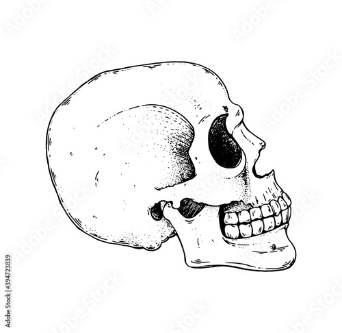 Skull profile hand drawn illustration. Tattoo vintage print. Skull sketch. Vector print