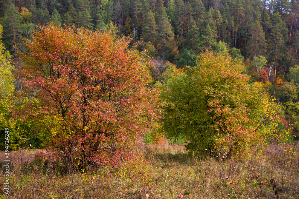 The Zhiguli Nature Reserve in the Middle volga region, Samara, Russia. The Zhiguli Nature Reserve in the Middle volga region, Samara, Russia.