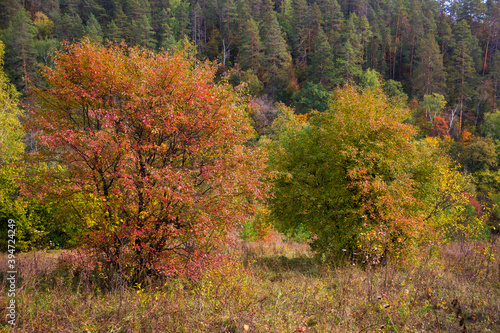 The Zhiguli Nature Reserve in the Middle volga region  Samara  Russia.