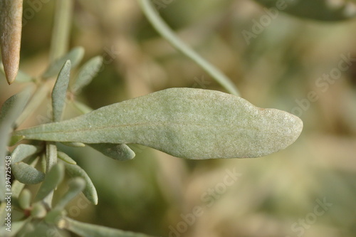Sea Purslane (Halimione portulacoides)