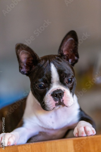 Boston terrier puppy © LilianC