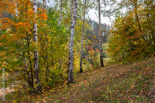 The Zhiguli Nature Reserve in the Middle volga region  Samara  Russia.